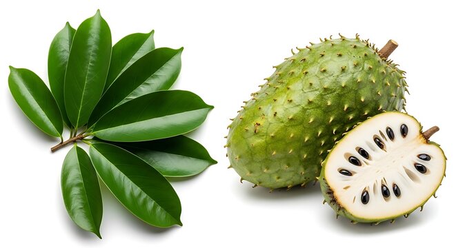 Organic Soursop Leaves