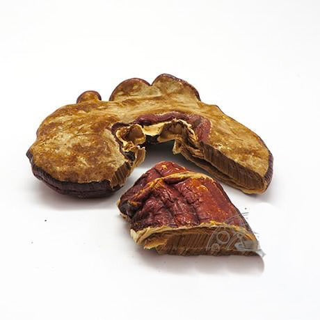 REISHI MUSHROOM ORGANIC
