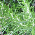 ROSEMARY LEAF ORGANIC