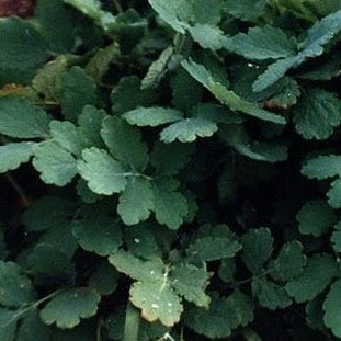 Celandine Herb Organic