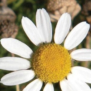 German Chamomile Flowers Organic