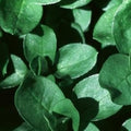 Chickweed Herb Organic