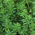 Cleavers Herb Organic