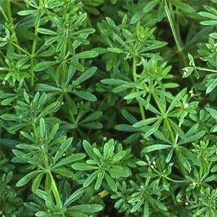Cleavers Herb Organic