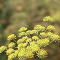 Sweet Fennel Seed Organic