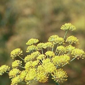 Sweet Fennel Seed Organic