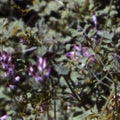 Fumitory Herb Organic