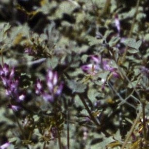 Fumitory Herb Organic