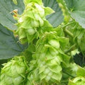 Hops Strobilus Organic