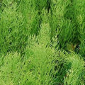 Horsetail (Shavegrass) Herb Organic
