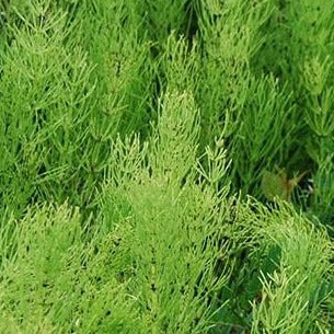 Horsetail (Shavegrass) Herb Organic