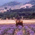Hyssop Herb Organic