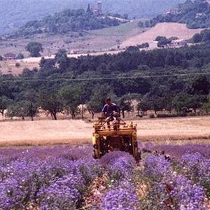 Hyssop Herb Organic