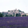 Lavender Flowers Organic
