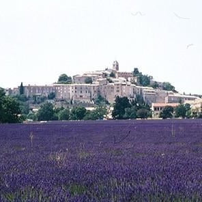 Lavender Flowers Organic