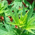 Motherwort Herb Organic