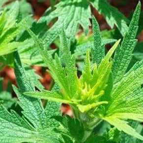 Motherwort Herb Organic