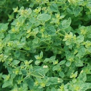 Turkish Oregano Leaf Organic