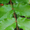 Oregon Grape Root Wildcrafted