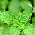 Peppermint Leaf Organic