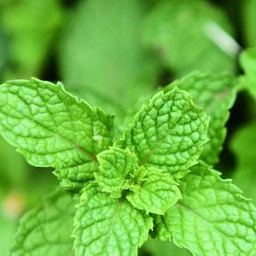 Peppermint Leaf Organic