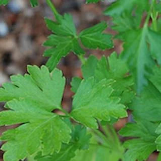 Parsley Root