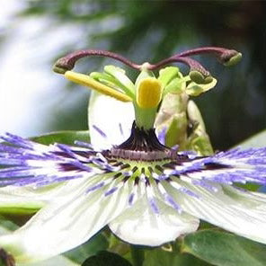 Passionflower Herb Organic