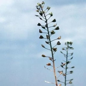 Shepherd's Purse Herb Organic
