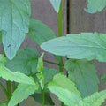 Skullcap Herb Organic