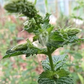 Spearmint Leaf Organic
