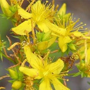 St. John's Wort Herb Organic