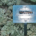 Wormwood Herb Organic