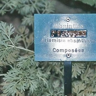 Wormwood Herb Organic