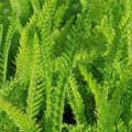 Yarrow Leaf and Flower Organic
