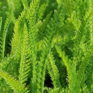 Yarrow Leaf and Flower Organic