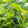 Watercress Herb Organic