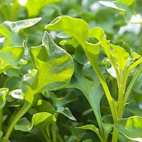 Watercress Herb Organic