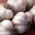 Garlic Clove Minced Organic