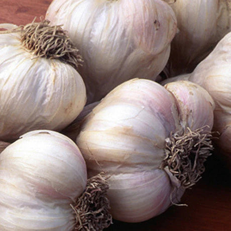 Garlic Clove Minced Organic