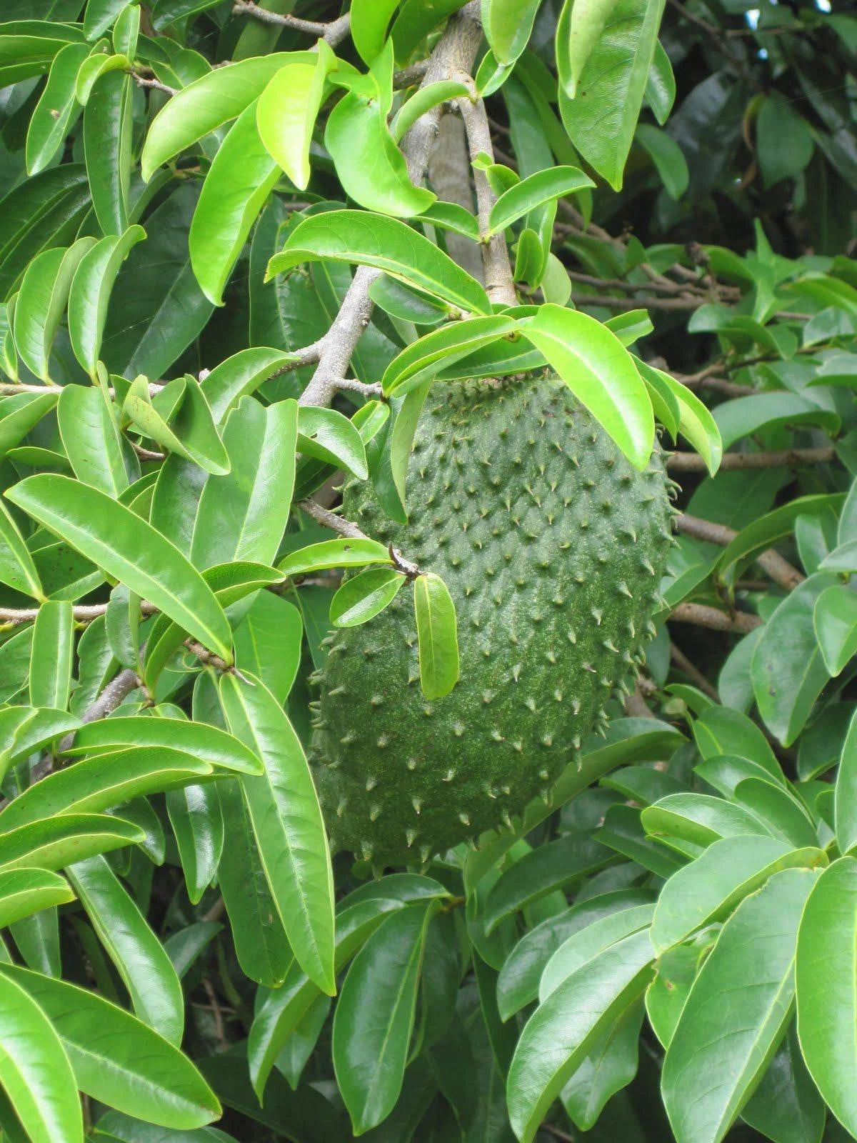 Organic Soursop Leaves